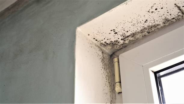 Best Basement Mold Removal  in Warsaw, KY