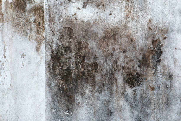 Best Commercial Mold Inspection  in Warsaw, KY