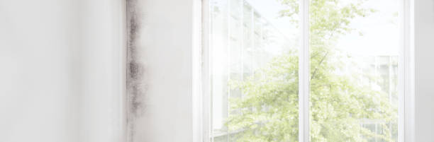 Warsaw, KY Mold Removal Company
