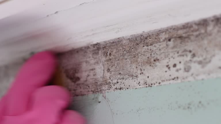 Best Dehumidification Services  in Warsaw, KY